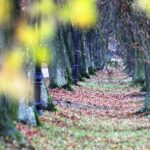 07.11.2020 Oblęgorek. Aleja lipowa / Jarosław Kubalski / Radio Kielce