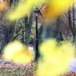 07.11.2020 Oblęgorek. Aleja lipowa / Jarosław Kubalski / Radio Kielce