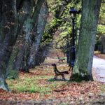 07.11.2020 Oblęgorek. Aleja lipowa / Jarosław Kubalski / Radio Kielce