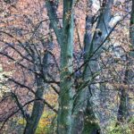 07.11.2020 Oblęgorek. Aleja lipowa / Jarosław Kubalski / Radio Kielce