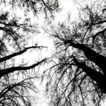 07.11.2020 Oblęgorek. Aleja lipowa / Jarosław Kubalski / Radio Kielce