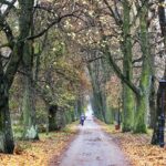 07.11.2020 Oblęgorek. Aleja lipowa / Jarosław Kubalski / Radio Kielce