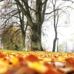 07.11.2020 Oblęgorek. Aleja lipowa / Jarosław Kubalski / Radio Kielce