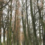 07.11.2020 Oblęgorek. Aleja lipowa / Jarosław Kubalski / Radio Kielce