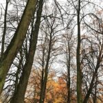 07.11.2020 Oblęgorek. Aleja lipowa / Jarosław Kubalski / Radio Kielce