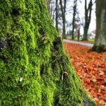 07.11.2020 Oblęgorek. Aleja lipowa / Jarosław Kubalski / Radio Kielce