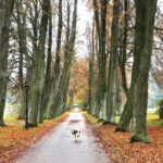 07.11.2020 Oblęgorek. Aleja lipowa / Jarosław Kubalski / Radio Kielce