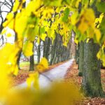 07.11.2020 Oblęgorek. Aleja lipowa / Jarosław Kubalski / Radio Kielce