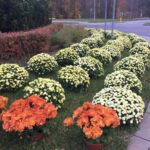 01.11.2010 Starachowice. Kwiaty odkupione od lokalnych sprzedawców przez urząd miejski zdobią miasto / Marek Materek/ facebook