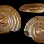 Ślimak zatoczek łamliwy / Zespół Świętokrzyskich i Nadnidziańskich Parków Krajobrazowych