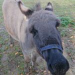 21.11.2020. Niemienice. Osiołek Dyzio / Emilia Sitarska / Radio Kielce
