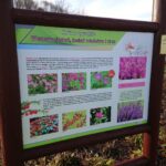 28.11.2020 Niemienice. Ścieżka edukacyjna i terapeutyczna / Emilia Sitarska / Radio Kielce