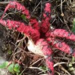 Świerczów. Okratek australijski / Krystyna Trzebińska