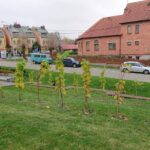 Opatów. Miejska winnica / Emilia Sitarska / Radio Kielce