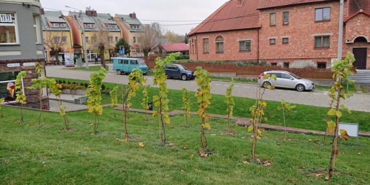 Opatów. Miejska winnica / Emilia Sitarska / Radio Kielce