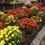 01.11.2020. Ostrowiec Św. Parking cmentarza komunalnego od strony ul. Długiej / Emilia Sitarska / Radio Kielce