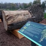 22.11.2020 Ostrowiec Świętokrzyski. Stacja edukacyjna - drugie życie drzewa / Emilia Sitarska / Radio Kielce