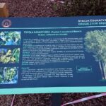 22.11.2020 Ostrowiec Świętokrzyski. Stacja edukacyjna - drugie życie drzewa / Emilia Sitarska / Radio Kielce