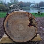 22.11.2020 Ostrowiec Świętokrzyski. Stacja edukacyjna - drugie życie drzewa / Emilia Sitarska / Radio Kielce