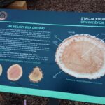 22.11.2020 Ostrowiec Świętokrzyski. Stacja edukacyjna - drugie życie drzewa / Emilia Sitarska / Radio Kielce