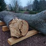 22.11.2020 Ostrowiec Świętokrzyski. Stacja edukacyjna - drugie życie drzewa / Emilia Sitarska / Radio Kielce