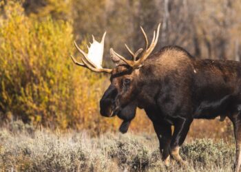 Łoś / Radio Katowice
