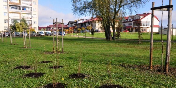 24.11.2020. Staszów. Rośliny miododajne na osiedlu Pipała / Urząd Miasta i Gminy w Staszowie