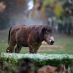 21.11.2020. Tokarnia. Skansen / Robert Felczak / Radio Kielce