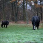 21.11.2020. Tokarnia. Skansen / Robert Felczak / Radio Kielce