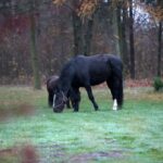 21.11.2020. Tokarnia. Skansen / Robert Felczak / Radio Kielce