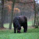 21.11.2020. Tokarnia. Skansen / Robert Felczak / Radio Kielce