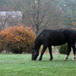 21.11.2020. Tokarnia. Skansen / Robert Felczak / Radio Kielce