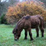 21.11.2020. Tokarnia. Skansen / Robert Felczak / Radio Kielce