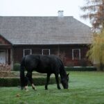 21.11.2020. Tokarnia. Skansen / Robert Felczak / Radio Kielce