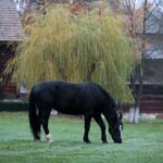 21.11.2020. Tokarnia. Skansen / Robert Felczak / Radio Kielce