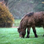 21.11.2020. Tokarnia. Skansen / Robert Felczak / Radio Kielce