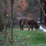 21.11.2020. Tokarnia. Skansen / Robert Felczak / Radio Kielce