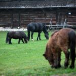 21.11.2020. Tokarnia. Skansen / Robert Felczak / Radio Kielce