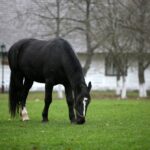 21.11.2020. Tokarnia. Skansen / Robert Felczak / Radio Kielce