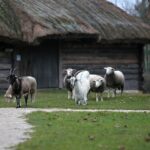 21.11.2020. Tokarnia. Skansen / Robert Felczak / Radio Kielce