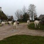 21.11.2020. Tokarnia. Skansen / Robert Felczak / Radio Kielce