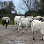 21.11.2020. Tokarnia. Skansen / Robert Felczak / Radio Kielce