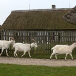 21.11.2020. Tokarnia. Skansen / Robert Felczak / Radio Kielce