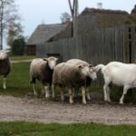 21.11.2020. Tokarnia. Skansen / Robert Felczak / Radio Kielce