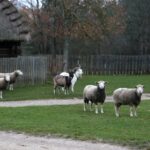 21.11.2020. Tokarnia. Skansen / Robert Felczak / Radio Kielce