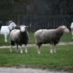 21.11.2020. Tokarnia. Skansen / Robert Felczak / Radio Kielce