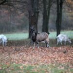 21.11.2020. Tokarnia. Skansen / Robert Felczak / Radio Kielce