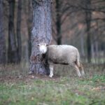 21.11.2020. Tokarnia. Skansen / Robert Felczak / Radio Kielce