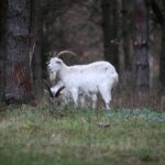 21.11.2020. Tokarnia. Skansen / Robert Felczak / Radio Kielce