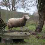 21.11.2020. Tokarnia. Skansen / Robert Felczak / Radio Kielce